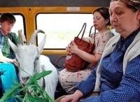 Особенности национальной маршрутки кадры Особенности национальной маршрутки кадры