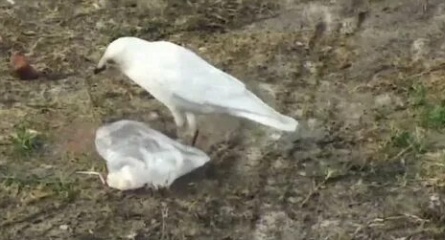 Белый орел оказался белой вороной кадры Белый орел оказался белой вороной кадры