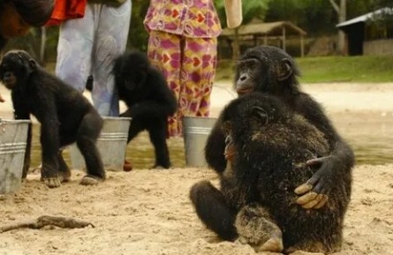 Бонобо кадры