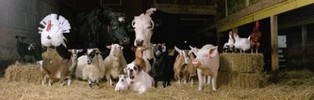 Частная жизнь коров, свиней и кур кадры