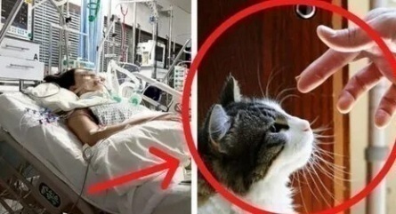 Кот Оскар предскажет судьбу пациентов больницы кадры Кот Оскар предскажет судьбу пациентов больницы кадры