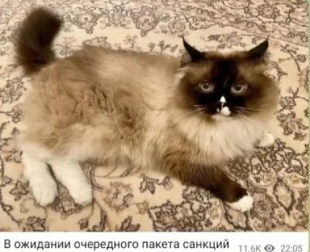 Пушистый питомец Дмитрия Медведева стал звездой Твиттера кадры Пушистый питомец Дмитрия Медведева стал звездой Твиттера кадры