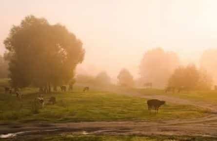 Сельское утро кадры