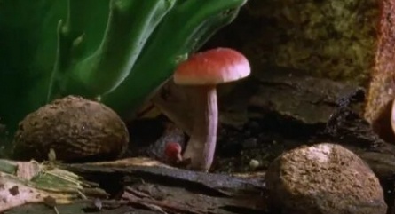 Тайны грибов кадры