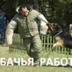Собачья работа: мегакинологи и суперпсы
