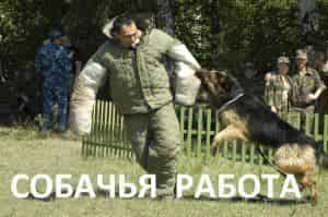 Собачья работа: мегакинологи и суперпсы