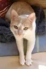 Домашние коты кадр из фильма