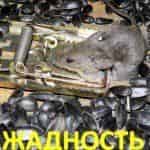 Жадность