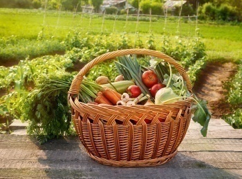 Агрономики