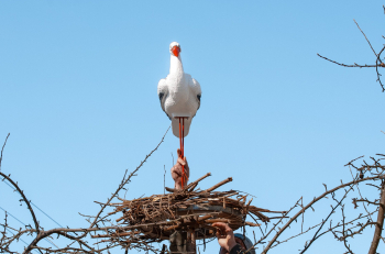программа Россия 1: Аист на крыше