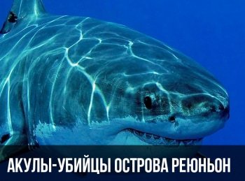 программа Русский Экстрим: Акулы убийцы острова Реюньон