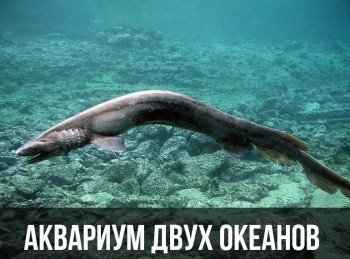 программа Морской: Аквариум двух океанов За закрытыми дверями