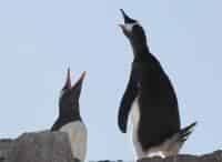 Антарктида-Селфи