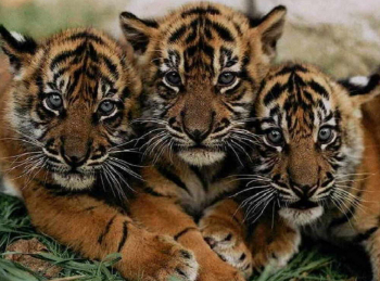 программа National Geographic: Атака больших кошек