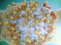 Бактерии-Война-миров