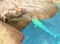 Барби-и-волшебные-дельфины