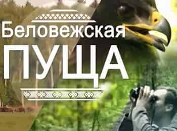 программа Беларусь 24: Беловежская пуща
