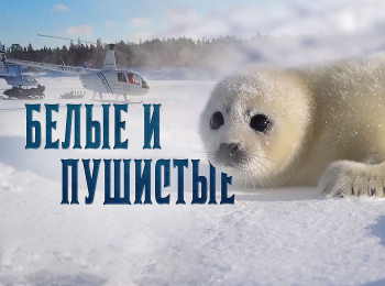 программа 360 Подмосковье: Белые и пушистые