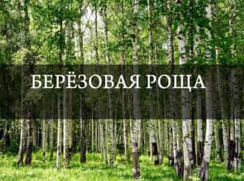 Березовая-роща