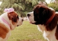 программа ТВ 1000: Бетховен 2