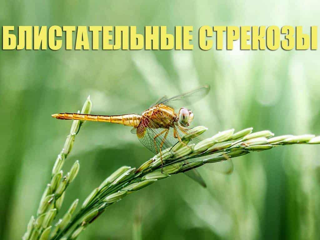 Блистательные-стрекозы