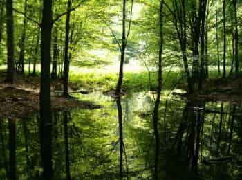 программа НСТ: Болото