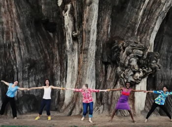 программа Точка ТВ: Бонсай деревьев гигантов