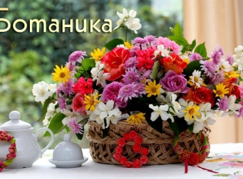 программа Загородная жизнь: Ботаника Примула Кислица