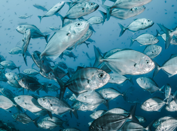 программа Охота: Будет клево 8 серия