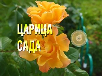 программа Загородный: Царица сада Чайно гибридная роза "Керио"