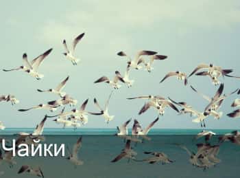 программа ОТР: Чайки