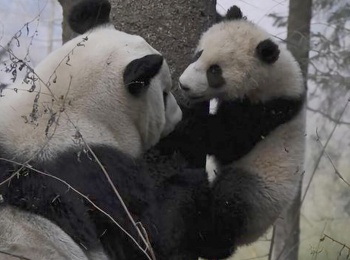 программа Морской: Четыре сезона в королевстве панд
