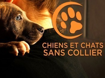 Chiens-et-chats-sans-collier-Épisode-5