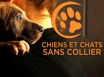 программа TV5: Chiens et chats sans collier