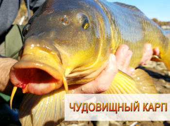 Чудовищный-карп-Испания
