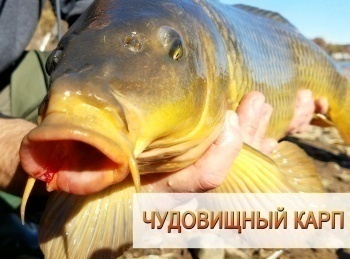 программа Охотник и рыболов: Чудовищный карп