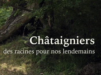 Châtaigniers,-des-racines-pour-nos-lendemains