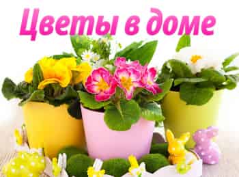 Цветы-в-доме-Эпизод-8-й-Представители-семейства-ароидных