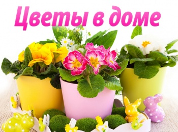 программа Точка ТВ: Цветы в доме Как размножать адениум