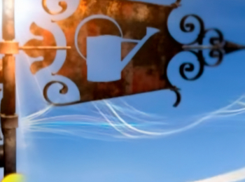 программа Загородная жизнь: Цветы в доме Комнатные растения очистители воздуха