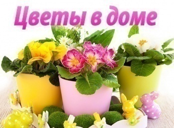 программа Точка ТВ: Цветы в доме Реанимация орхидеи фаленопсис