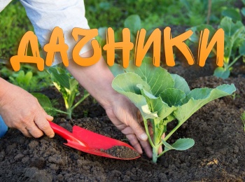 программа Тонус-ТВ: Дачники 8 серия