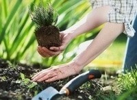 программа Усадьба: Дачные радости 46 серия