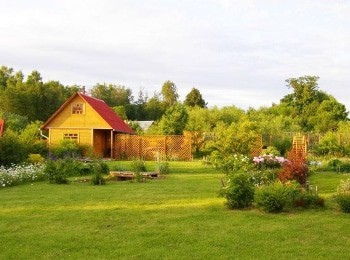 Дачный-ответ-Папоротник-в-синеве