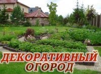 Декоративный-огород-Собираем-урожай:-яблоки