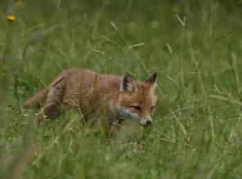 Des-fraises-pour-le-renard