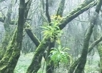 Детективные-истории-Яд-в-подарок-от-ведьмы