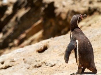 программа Точка ТВ: Дикая природа Америки Леса