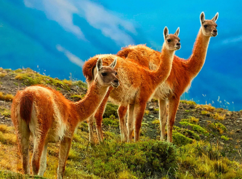 Дикая-природа-Чили-Доисторический-край