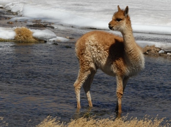 программа Морской: Дикая природа Чили Специальный выпуск